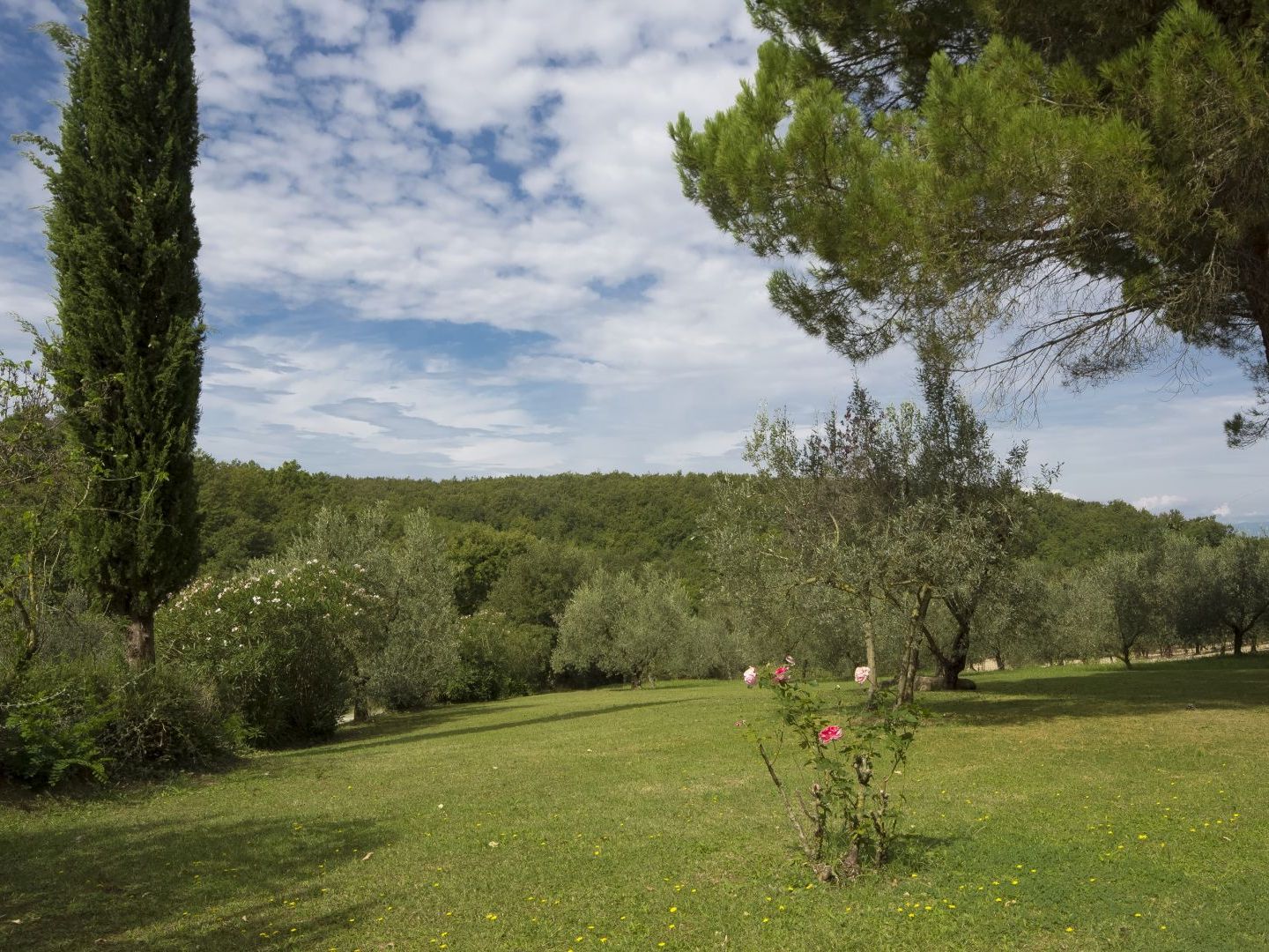 BOSCO LAZZERONI - COUNTRY HOUSE