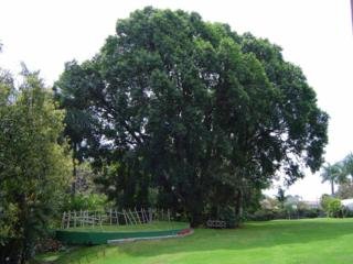 POSADA JACARANDAS