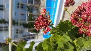 Fotos del hotel - SEMIRAMIS APARTMENTS