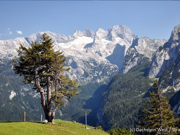 Fotos del hotel - ALPENROSE