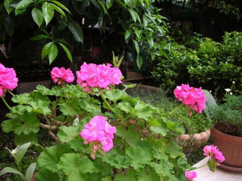Fotos del hotel - Gioia Bed and Breakfast