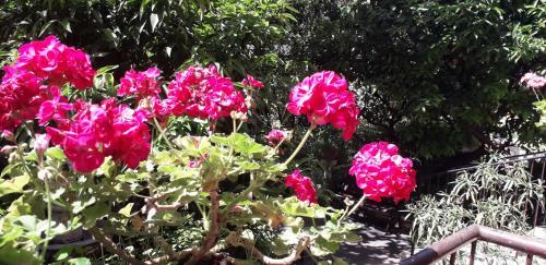 Fotos del hotel - Gioia Bed and Breakfast