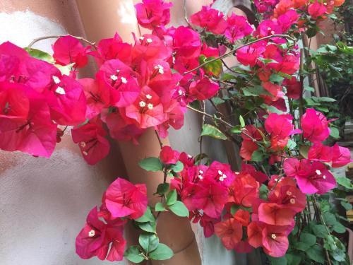 Fotos del hotel - B&B Fiori di Grano