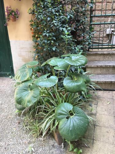 Fotos del hotel - B&B Tiburtina Garden