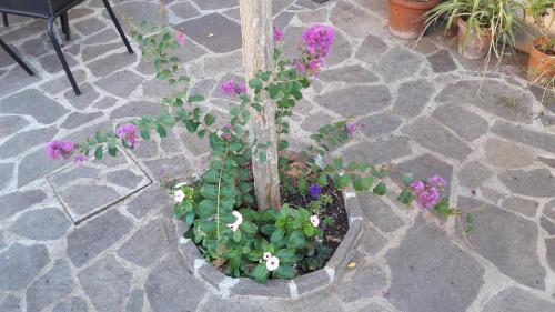 Fotos del hotel - Florence Stadium B&B