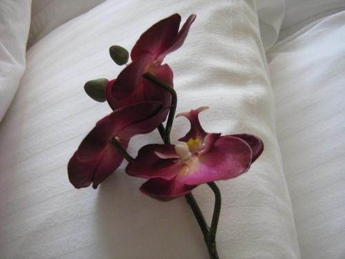 Fotos del hotel - Yonge Suites Furnished Apartments