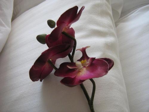 Fotos del hotel - Yonge Suites Furnished Apartments