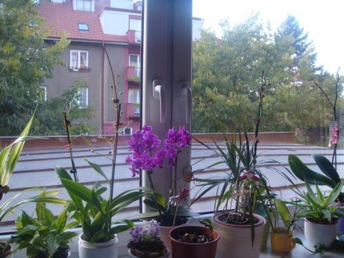 Fotos del hotel - Minihotel Vitex