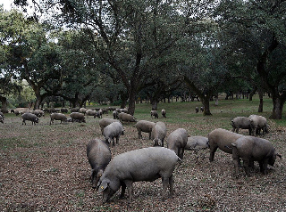 Fotos del hotel - Sierra Aracena