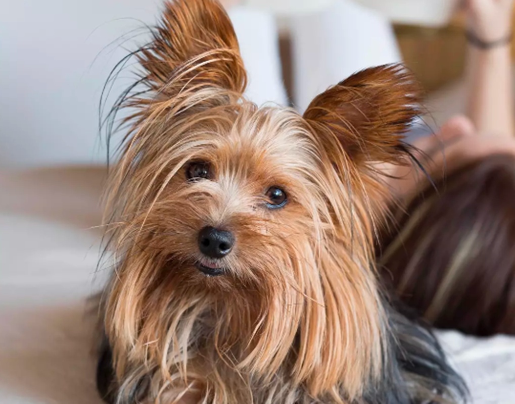 Fotos del hotel - CASA SERRAS ANDORRA