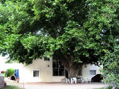 Fotos del hotel - POSADA DEL ARBOL