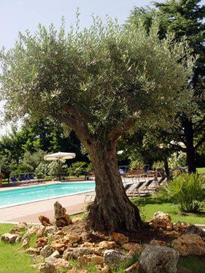 Fotos del hotel - Best Western Plus Soave Hotel