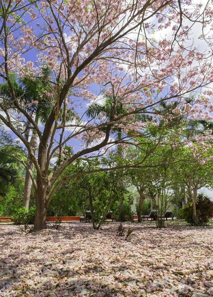 Fotos del hotel - Hacienda San Jose Cholul