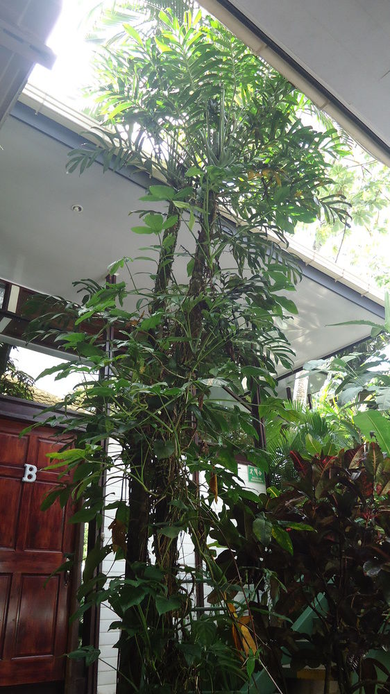 Fotos del hotel - HOTEL MANDARINA