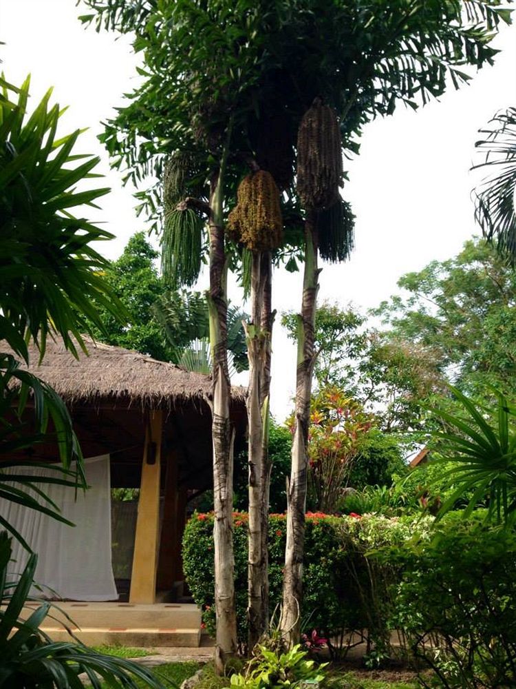 Fotos del hotel - PALM GARDEN RESORT PHUKET